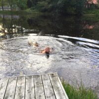 Vrå 2015 - Foto Katja Vrå 2015 - Foto Katja